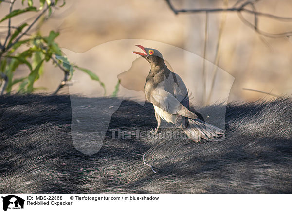 Red-billed Oxpecker / MBS-22868