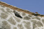 red-billed oxpecker