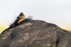 sitting Red-billed Oxpecker