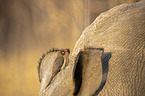 Red-billed Oxpecker