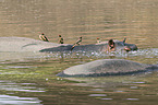 Red-billed Oxpecker