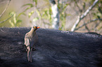 Red-billed Oxpecker