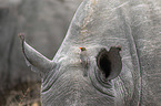 Red-billed Oxpecker