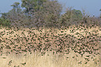 red-billed quelea