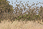 red-billed quelea