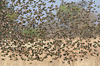 red-billed quelea