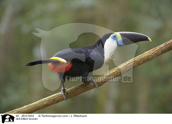 Weibrusttukan / red-billed toucan / JR-01602
