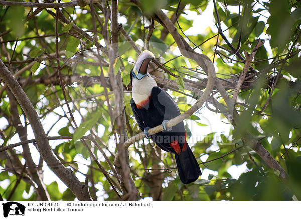 sitzender Weibrusttukan / sitting Red-billed Toucan / JR-04670