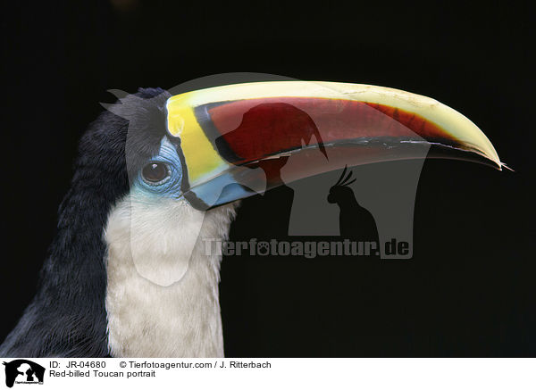 Red-billed Toucan portrait / JR-04680