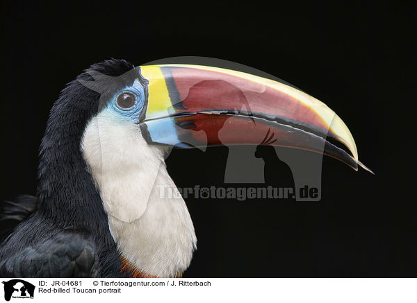 Weibrusttukan Portrait / Red-billed Toucan portrait / JR-04681