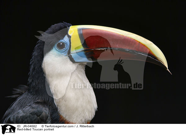 Weibrusttukan Portrait / Red-billed Toucan portrait / JR-04682