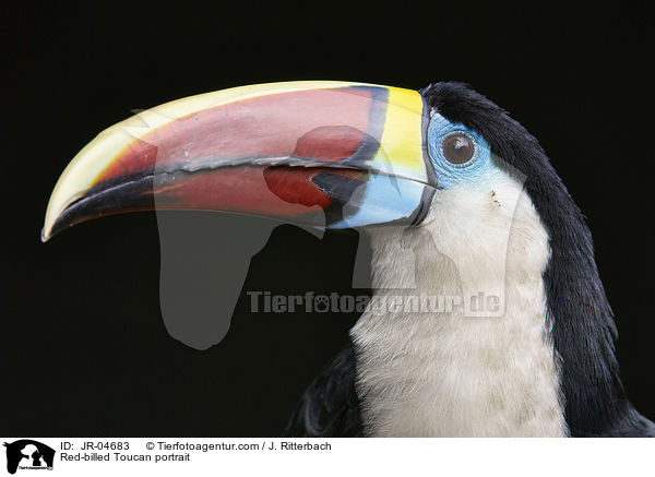 Red-billed Toucan portrait / JR-04683