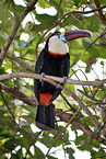 sitting Red-billed Toucan