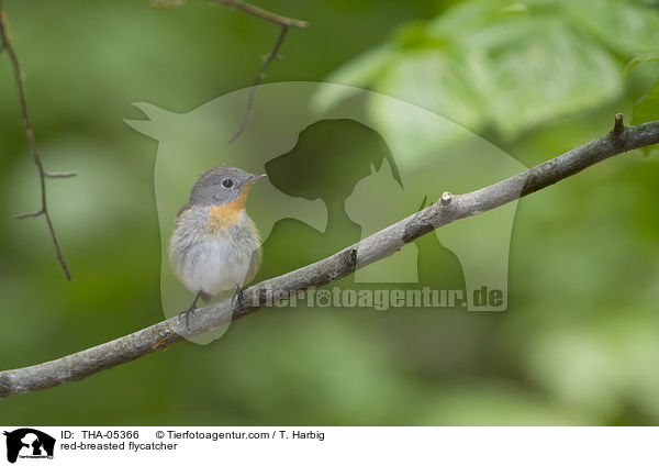 red-breasted flycatcher / THA-05366