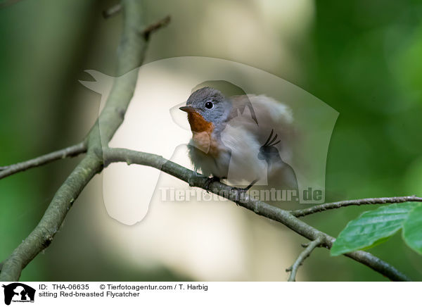 sitting Red-breasted Flycatcher / THA-06635