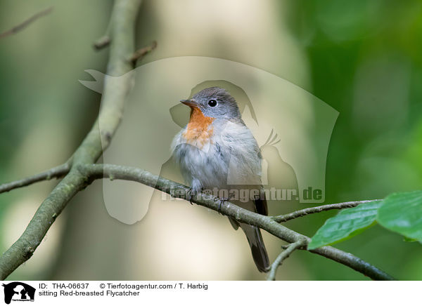 sitzender Zwergschnpper / sitting Red-breasted Flycatcher / THA-06637