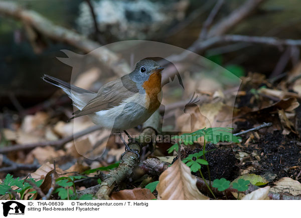 sitzender Zwergschnpper / sitting Red-breasted Flycatcher / THA-06639