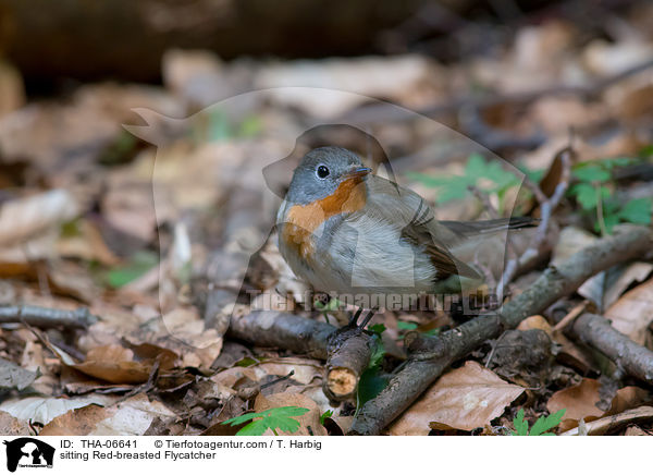 sitzender Zwergschnpper / sitting Red-breasted Flycatcher / THA-06641