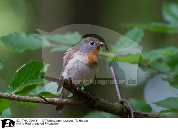 sitting Red-breasted Flycatcher / THA-06648