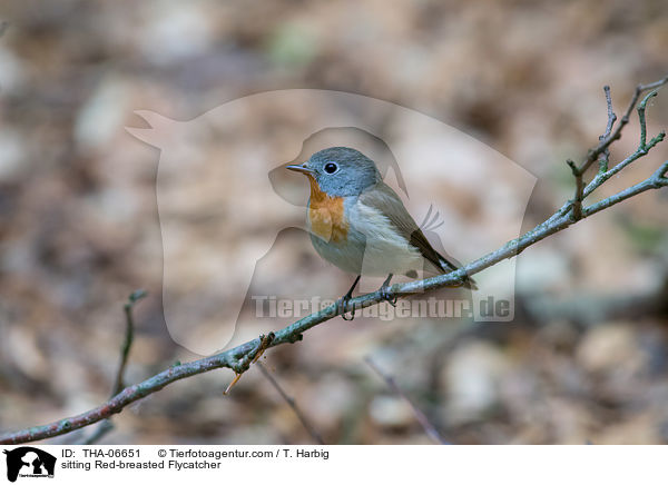 sitzender Zwergschnpper / sitting Red-breasted Flycatcher / THA-06651