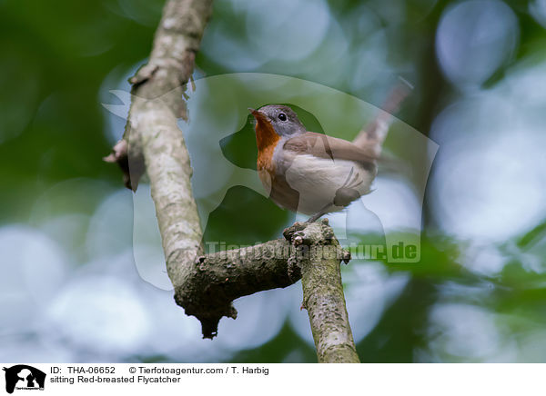 sitzender Zwergschnpper / sitting Red-breasted Flycatcher / THA-06652