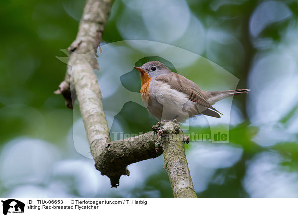 sitting Red-breasted Flycatcher / THA-06653