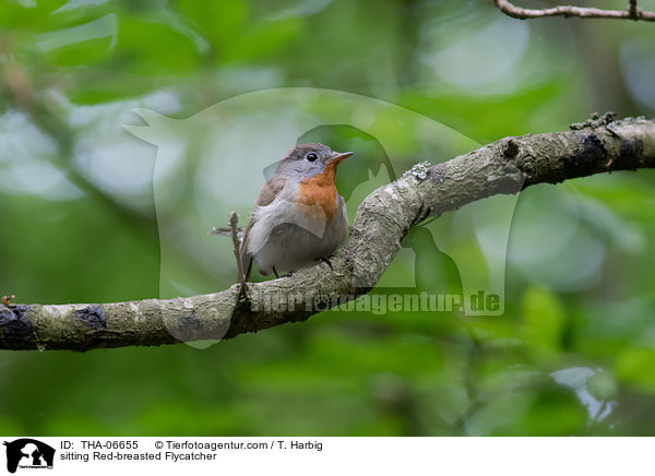 sitzender Zwergschnpper / sitting Red-breasted Flycatcher / THA-06655