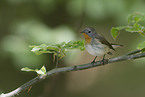 red-breasted flycatcher