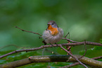 sitting Red-breasted Flycatcher