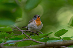 sitting Red-breasted Flycatcher