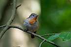 sitting Red-breasted Flycatcher