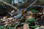 sitting Red-breasted Flycatcher