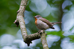 sitting Red-breasted Flycatcher