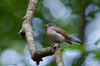 sitting Red-breasted Flycatcher