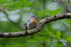 sitting Red-breasted Flycatcher