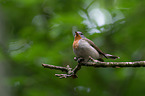 sitting Red-breasted Flycatcher