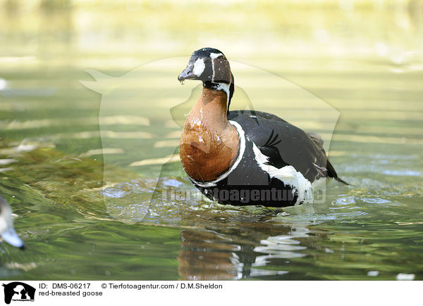 Rothalsgans / red-breasted goose / DMS-06217