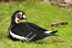 red-breasted goose