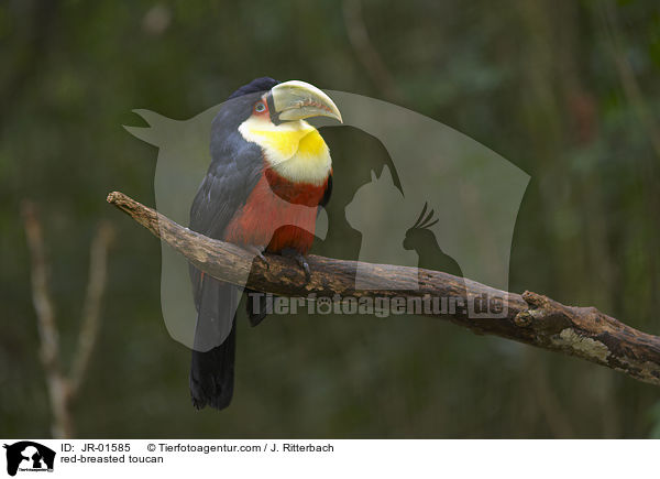 Bunttukan / red-breasted toucan / JR-01585
