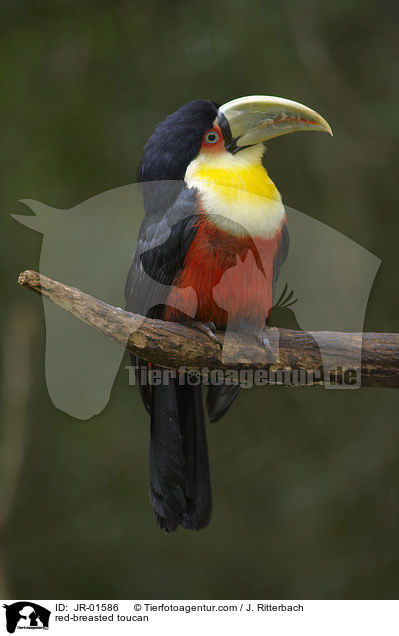 Bunttukan / red-breasted toucan / JR-01586