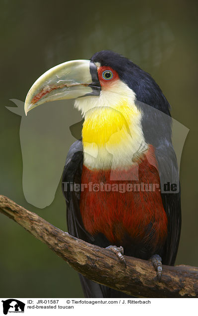 Bunttukan / red-breasted toucan / JR-01587