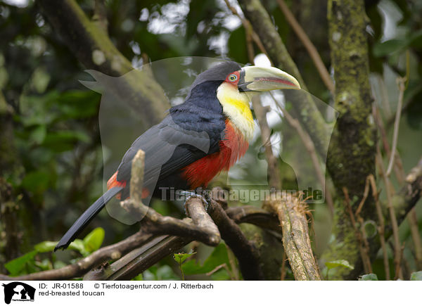 Bunttukan / red-breasted toucan / JR-01588