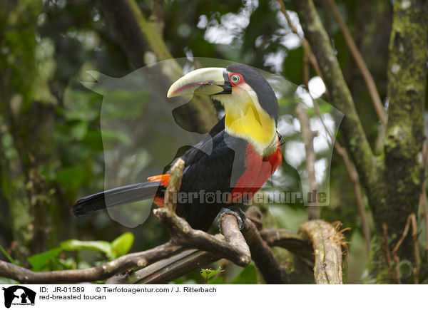 Bunttukan / red-breasted toucan / JR-01589