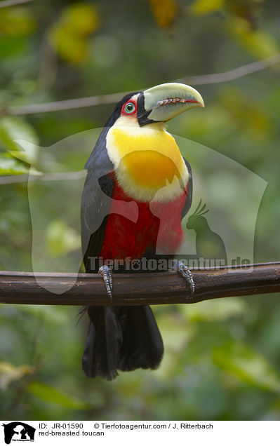 red-breasted toucan / JR-01590