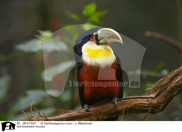 Bunttukan / red-breasted toucan / JR-01597