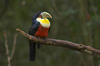 red-breasted toucan