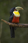 red-breasted toucan