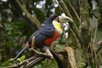 red-breasted toucan