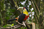 red-breasted toucan