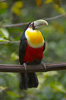 red-breasted toucan